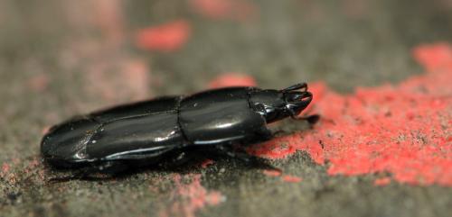 Réf. 43 543 : Hololepta plana