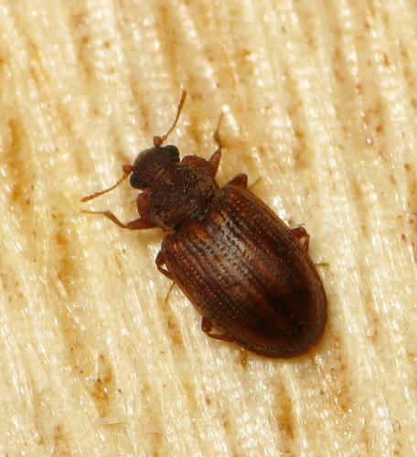 Enicmus testaceus