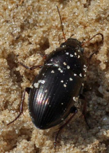 Amara sp.