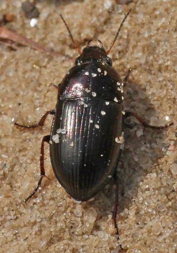 Amara sp.