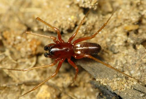 Réf. 43 888 : Linyphia hortensis