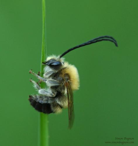 Réf. 43 946 : Eucera sp.