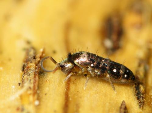 Tomocerus vulgaris