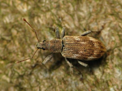 Réf. 43 638 : Polydrusus tereticollis