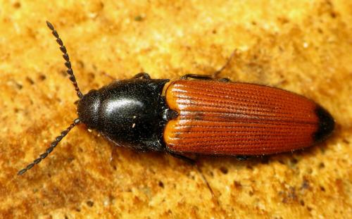 Réf. 43 637 : Ampedus elongatulus