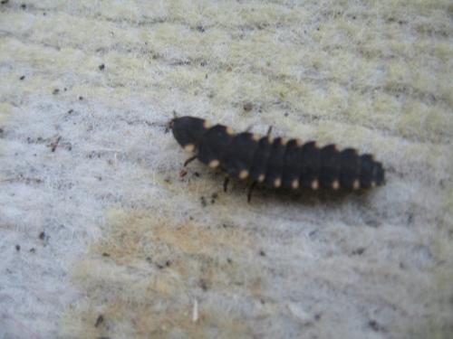 Lampyris sp.