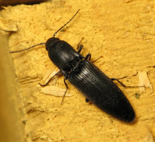 Ectinus aterrimus