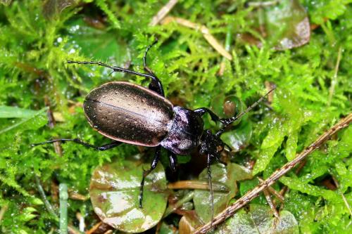 Carabus nemoralis
