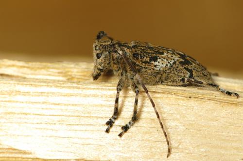 Mesosa nebulosa