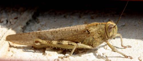 Réf. 43 277 : Anacridium aegyptium