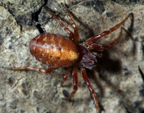 Réf. 43 938 : Cercidia prominens