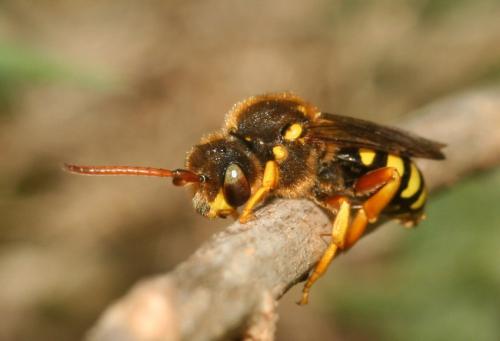 Nomada sp.