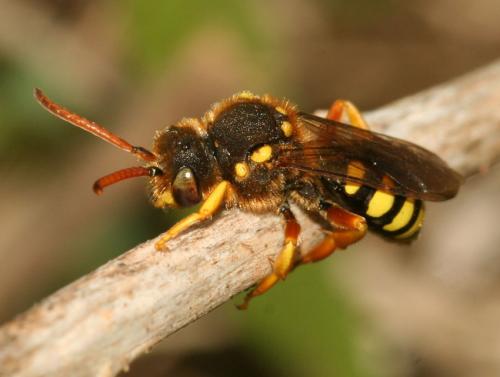 Nomada sp.