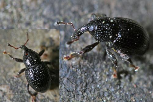 Leiosoma deflexum