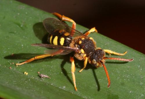 Nomada sp.