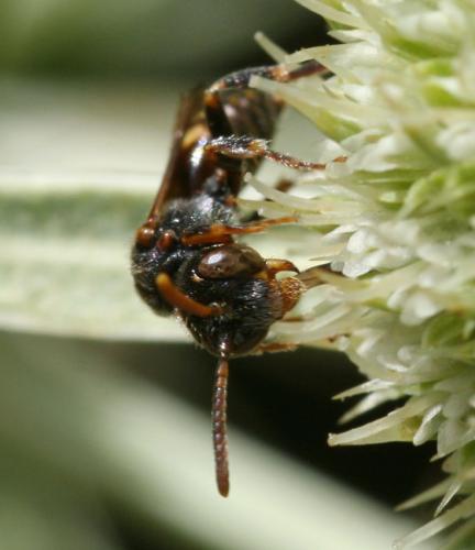 Nomada sp.