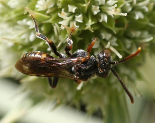 Nomada sp.