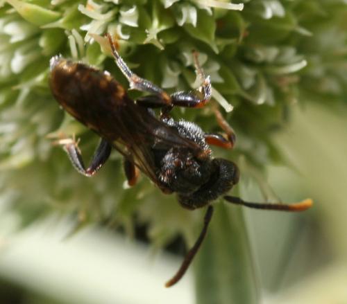 Nomada sp.