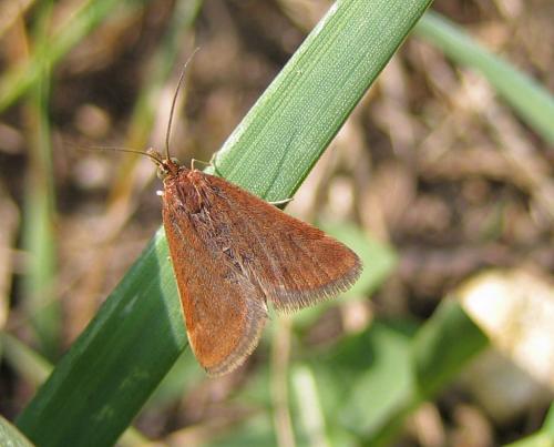 Pyrausta despicata