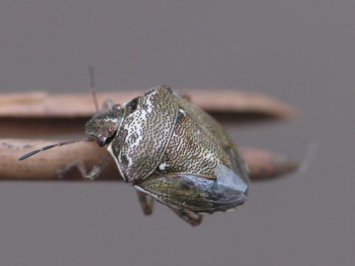 Réf. 43 249 : Eysarcoris ventralis