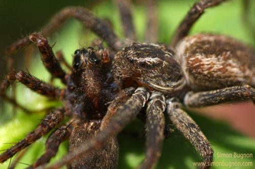 Philodromus sp.