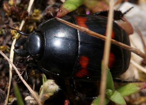Hister quadrimaculatus