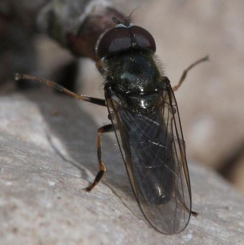 Cheilosia sp.