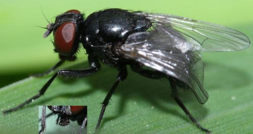 Hydrotaea ignava
