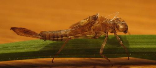 Pyrrhosoma nymphula
