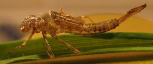 Pyrrhosoma nymphula