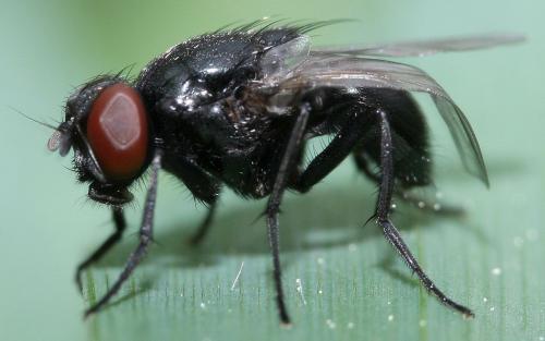 Réf. 43 345 : Hydrotaea ignava