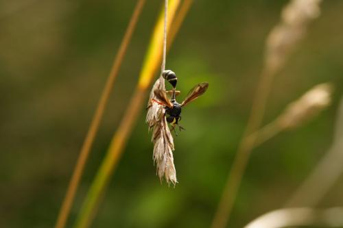 Physocephala sp.