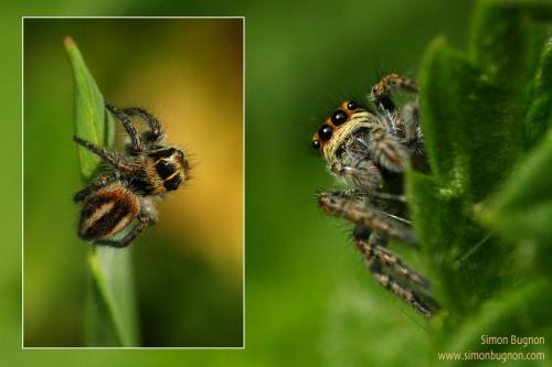 Réf. 43 056 : Philaeus chrysops