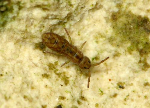 Isotomurus maculatus
