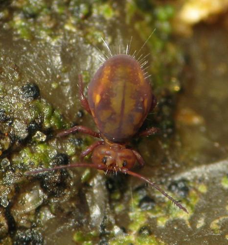 Dicyrtoma fusca