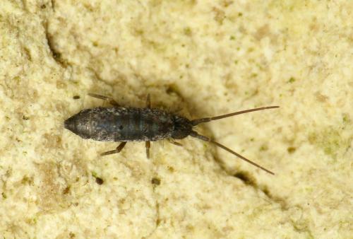 Tomocerus sp.