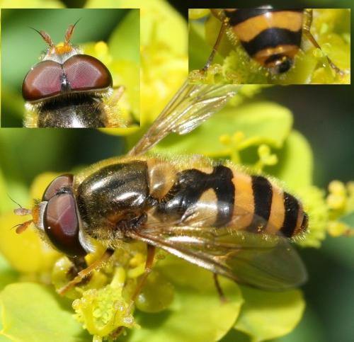Réf. 43 610 : Epistrophe nitidicollis