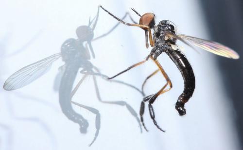 Réf. 43 600 : Empis nigritarsis