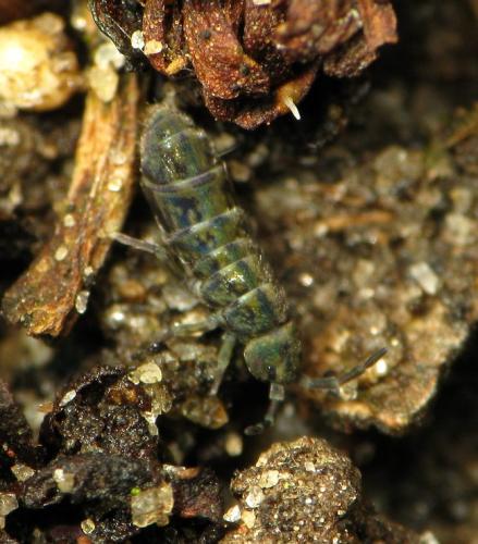 Réf. 43 457 : Isotomurus palustris