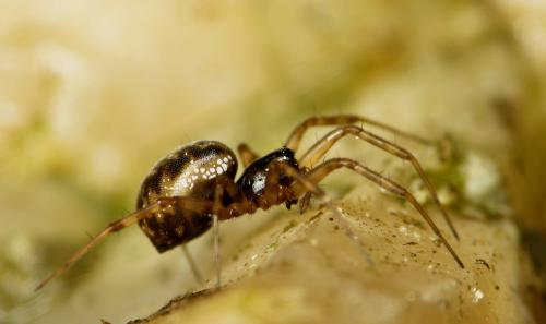 Neriene sp.