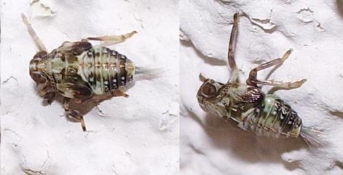 Issus sp.