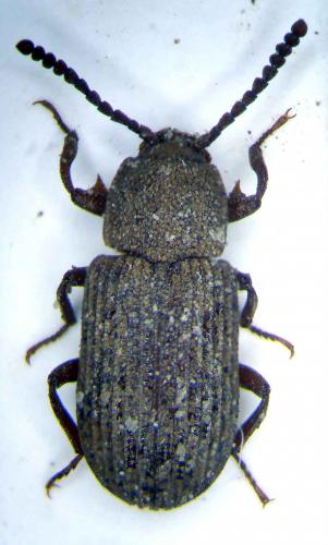 Crypsinous acutispina