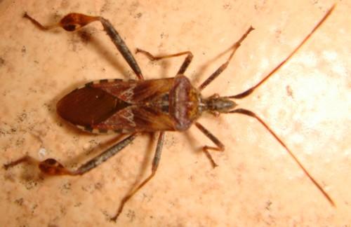 Leptoglossus occidentalis
