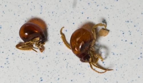 Gibbium sp.