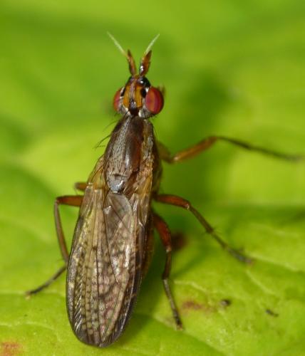 Euthycera fumigata