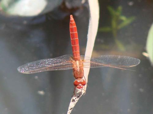 Crocothemis sp.