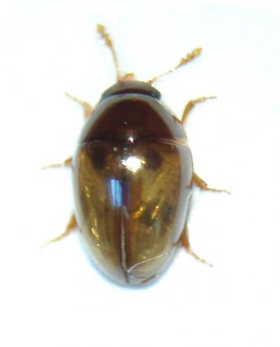 Réf. 43 396 : Olibrus corticalis