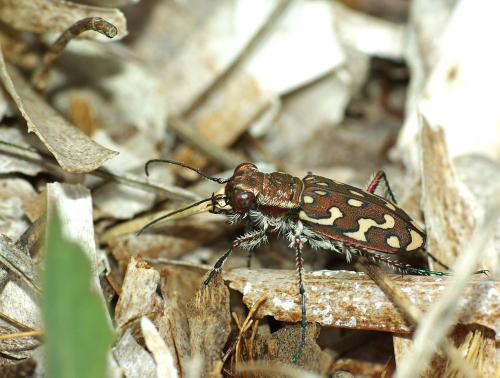 Réf. 43 685 : Lophyra flexuosa