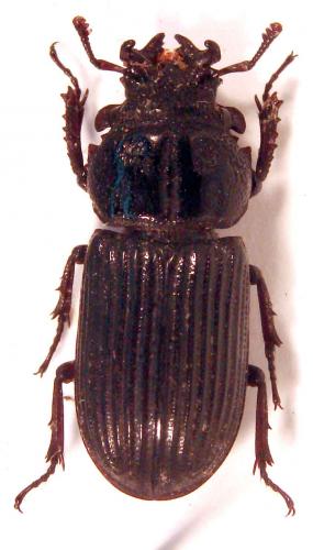 Réf. 43 774 : Nigidius sp.