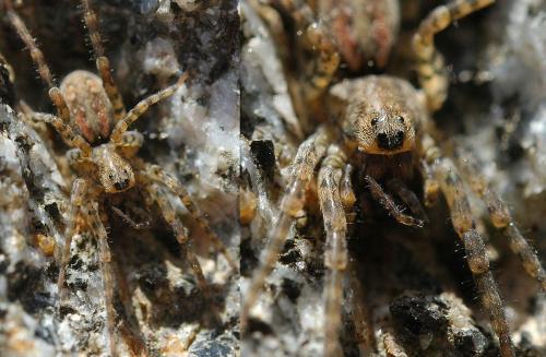 Arctosa perita